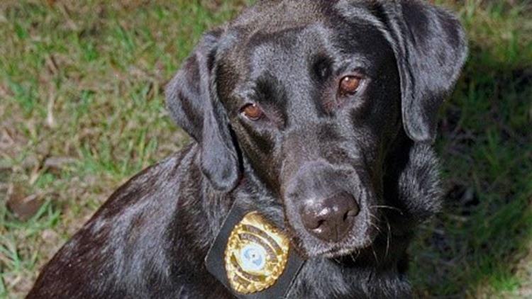 Black service dog with a badge.
